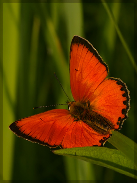 photo "Heodes virgaureae L." tags: nature, insect