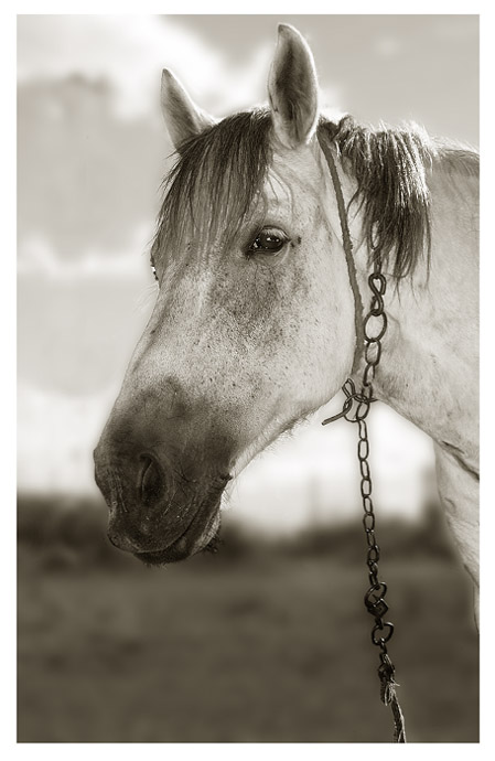 photo "***" tags: genre, 
