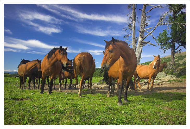 photo "Horse's landscape" tags: landscape, nature, pets/farm animals, summer