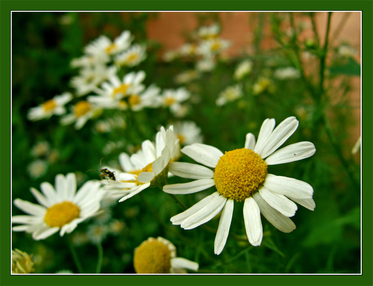 photo "***" tags: nature, macro and close-up, flowers