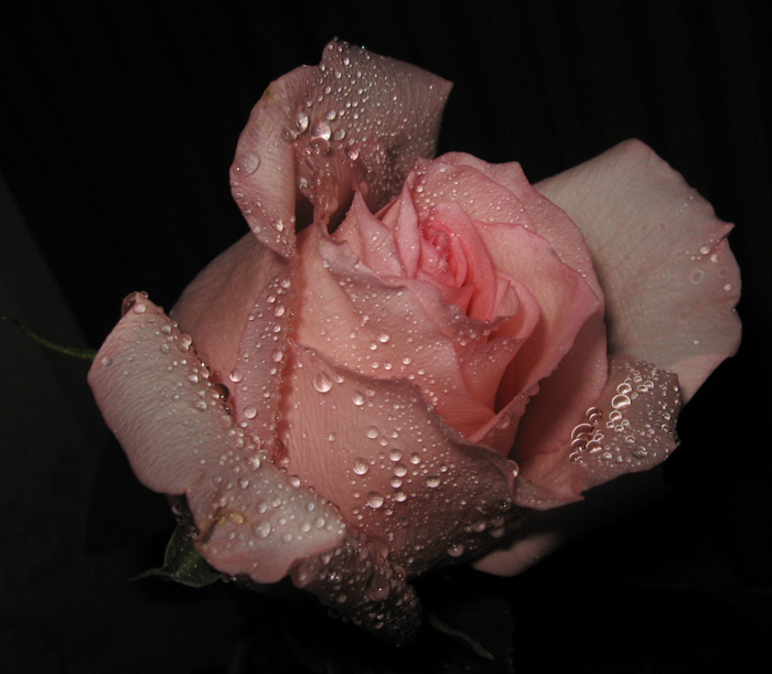 photo "Роза" tags: nature, macro and close-up, flowers