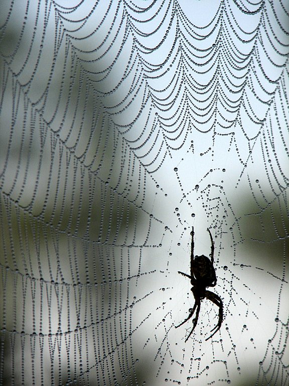 photo "On a one Misty morning" tags: nature, macro and close-up, insect