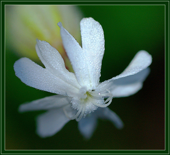 photo "Little star" tags: macro and close-up, 