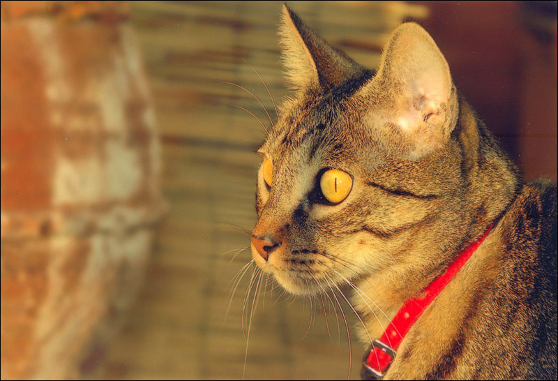 photo "Cat at Sunset" tags: nature, macro and close-up, pets/farm animals