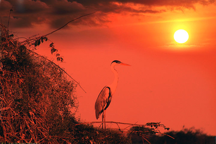 фото "Pantanal / for Berenice" метки: пейзаж, закат