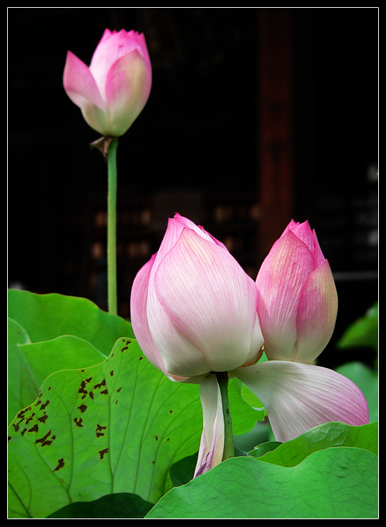 photo "Love triangle" tags: nature, flowers