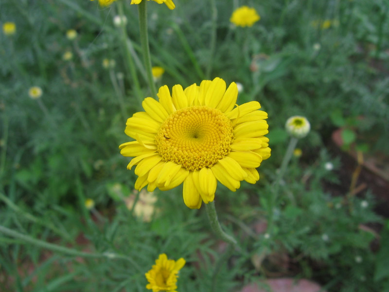 Семена ромашки желтая дороникум. Желтая ромашка песня. Yellow beautiful. Желтая ромашка песня. Желтая ромашка песня.