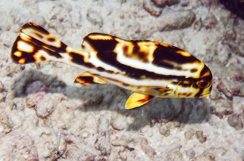 фото "Восточный сладкогуб (молоденький)" метки: подводные, природа, дикие животные