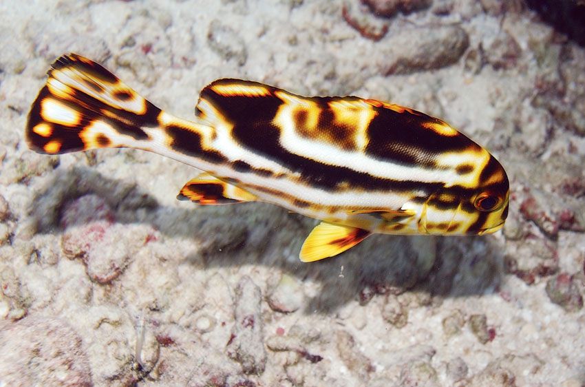 photo "Oriental Sweetlips (Young)" tags: underwater, nature, wild animals