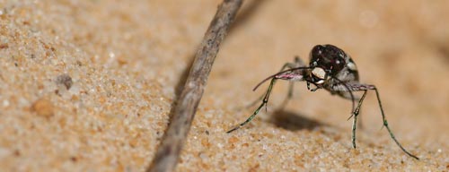 photo "What are you looking??" tags: macro and close-up, nature, insect