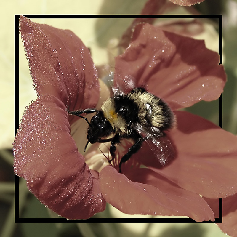 photo "***" tags: macro and close-up, nature, insect