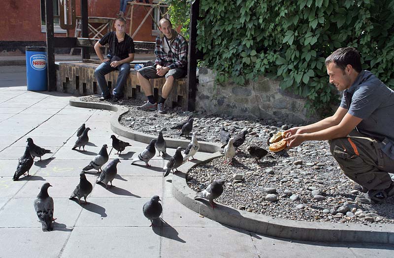 photo "Feeding the pegueons" tags: genre, nature, wild animals