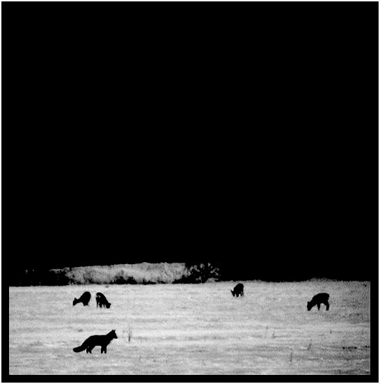 photo "B&W night" tags: black&white, landscape, night