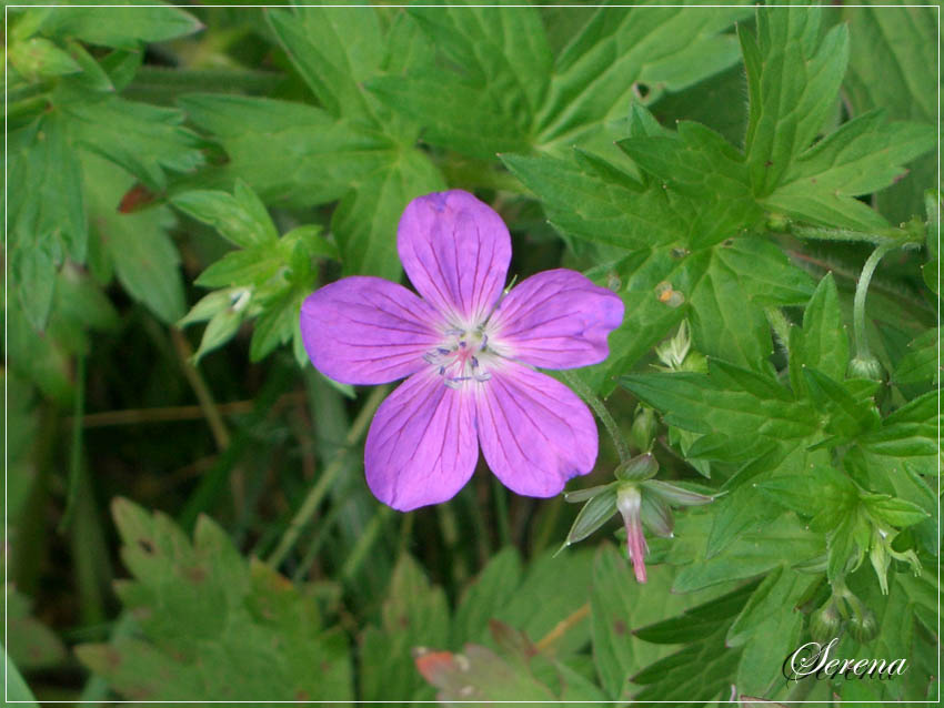 photo "***" tags: nature, flowers