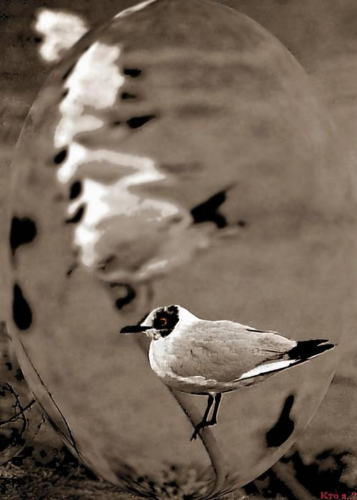 photo "***" tags: genre, nature, wild animals