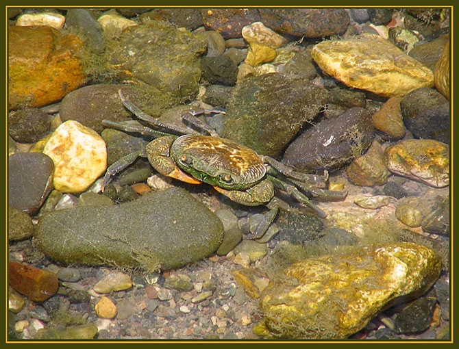 photo "The crab" tags: underwater, travel, 