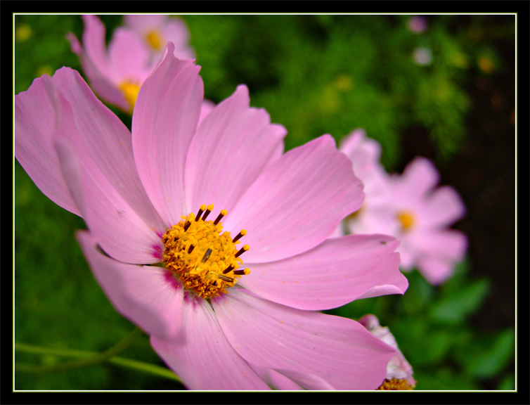 photo "***" tags: macro and close-up, nature, flowers