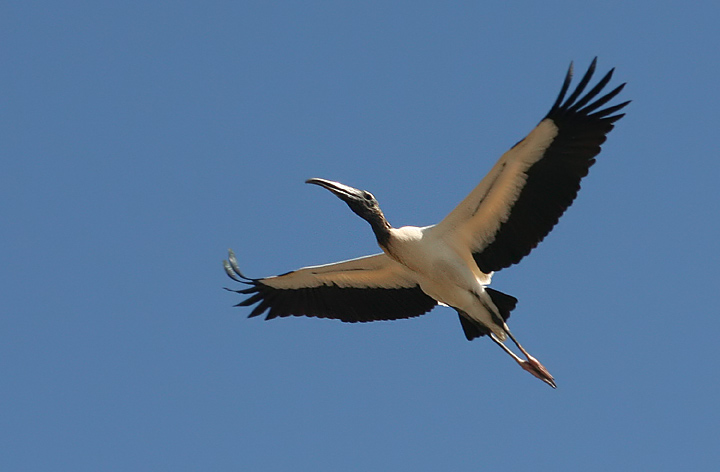 photo "Tuiuiu" tags: nature, wild animals