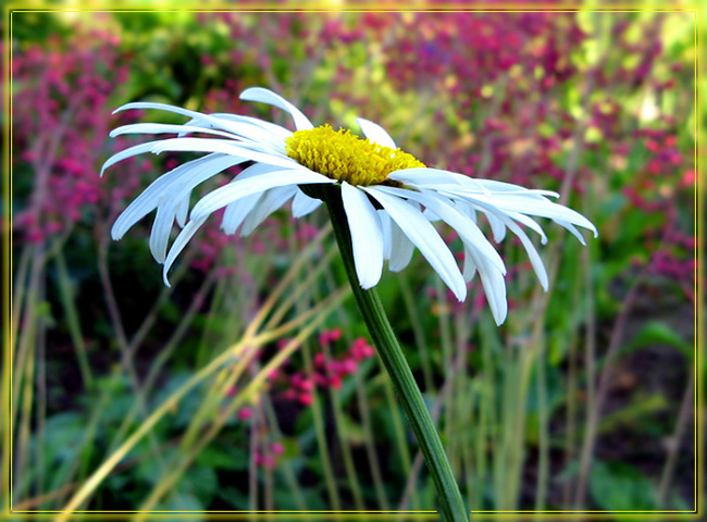 photo "***" tags: nature, flowers