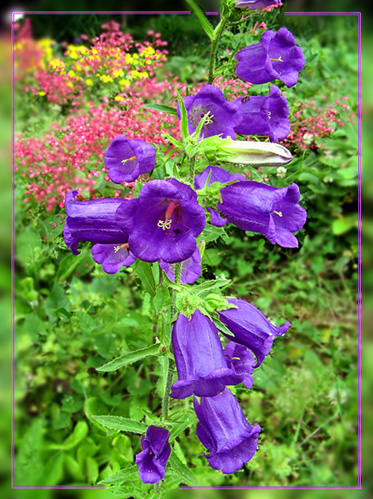 photo "Raspberry's chime" tags: nature, flowers