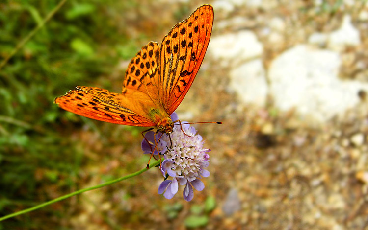 photo "***" tags: macro and close-up, nature, insect