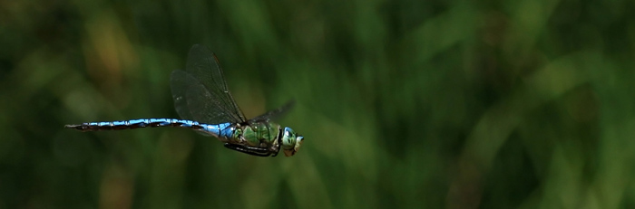 photo "Fly me to the moon, let me see..." tags: nature, insect