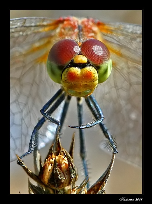 photo "Face to Face" tags: macro and close-up, 