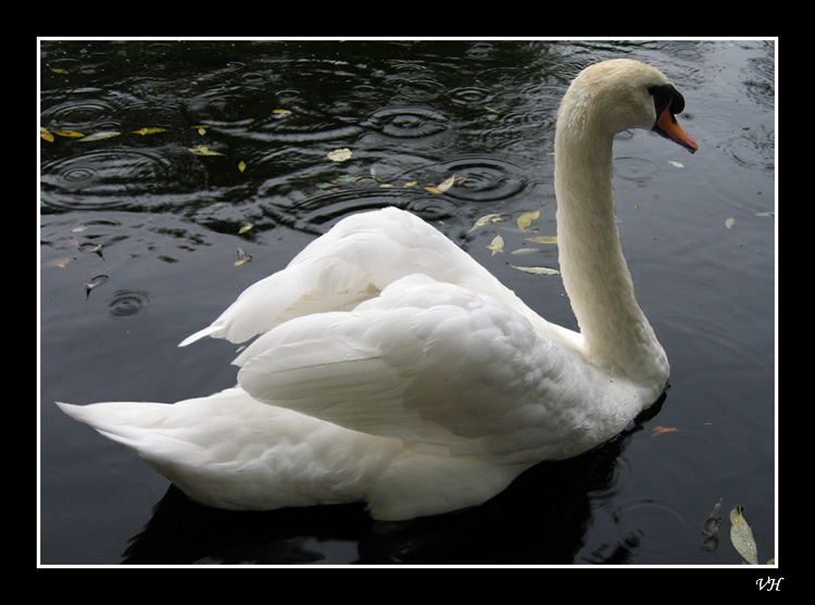 photo "Swan" tags: nature, landscape, water, wild animals
