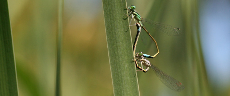 photo "I swear you I'm not leaving!!" tags: nature, macro and close-up, insect