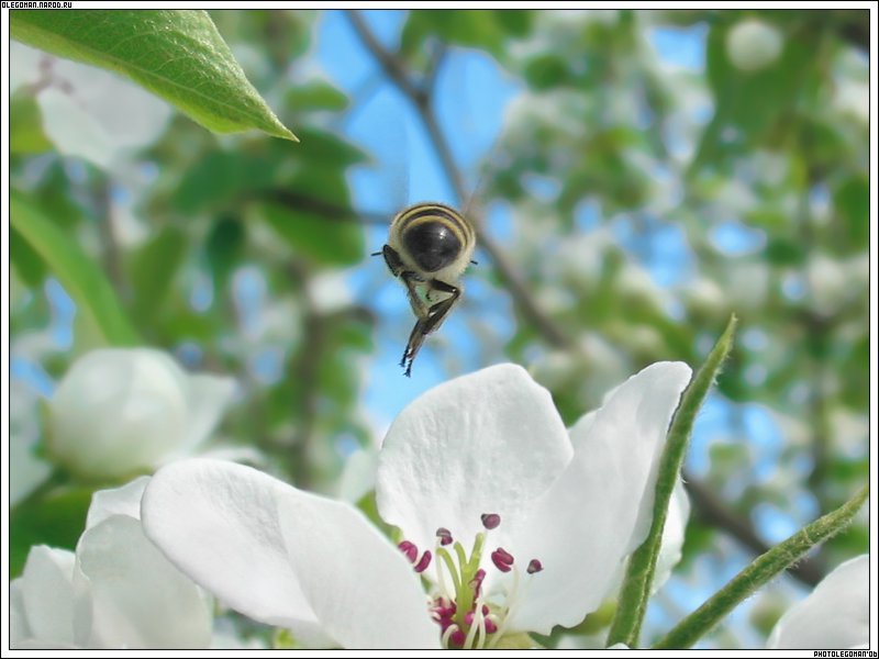 photo "She Has pollinated and Departed" tags: nature, insect