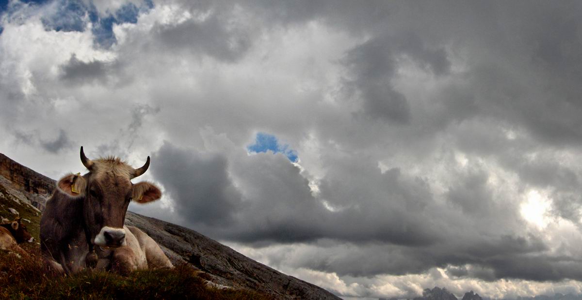 photo "mountain-cow" tags: landscape, 