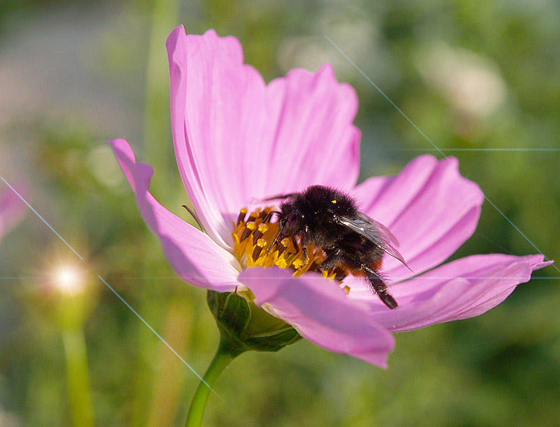photo "***" tags: nature, insect