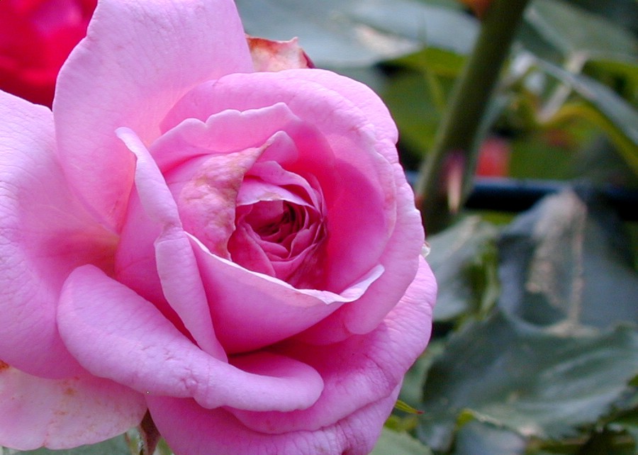 фото "late summer rose" метки: природа, макро и крупный план, цветы