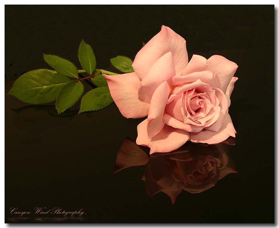 фото "" The Wonder of a Rose "." метки: природа, натюрморт, цветы