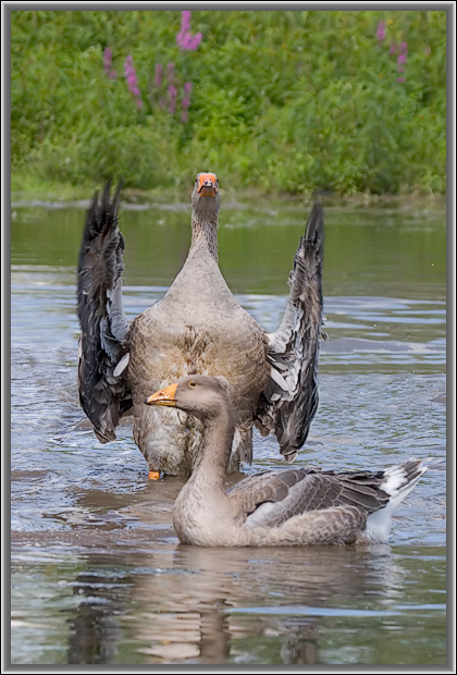 photo "Madam, I on you pray!" tags: nature, wild animals