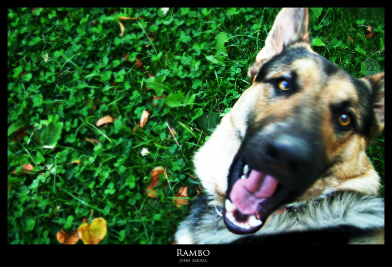photo "Rambo Dog" tags: , 