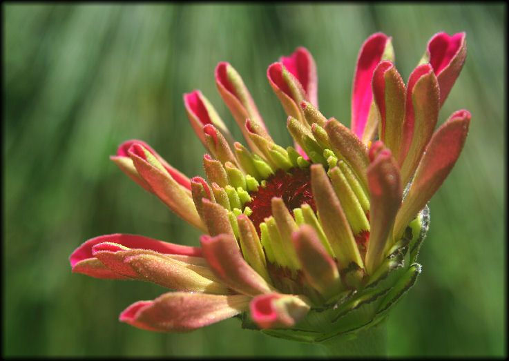 photo "***" tags: nature, flowers