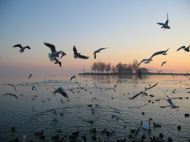 photo "The Birds" tags: nature, travel, Europe