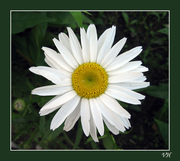 photo "Chamomile" tags: nature, macro and close-up, flowers