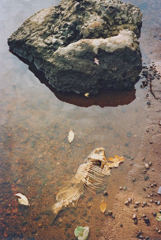 фото "Рыба и дубовый лист" метки: пейзаж, вода