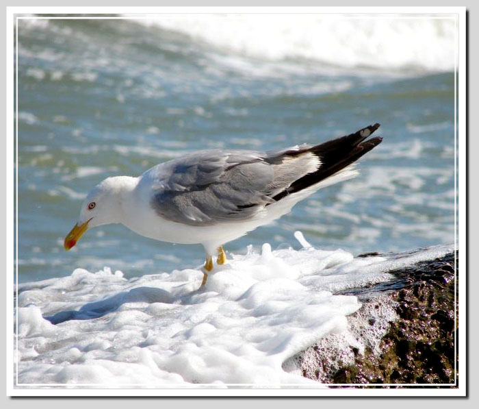 фото "herring-gull" метки: природа, дикие животные