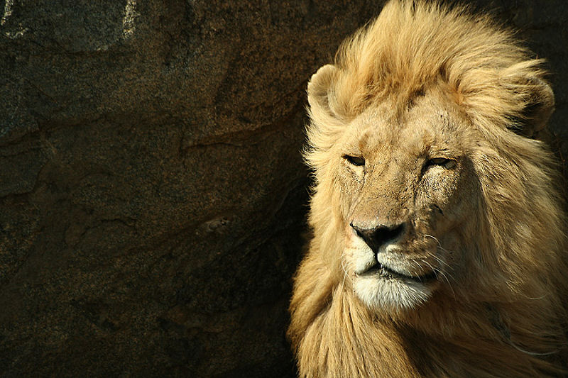 photo "The King" tags: travel, nature, Africa, wild animals
