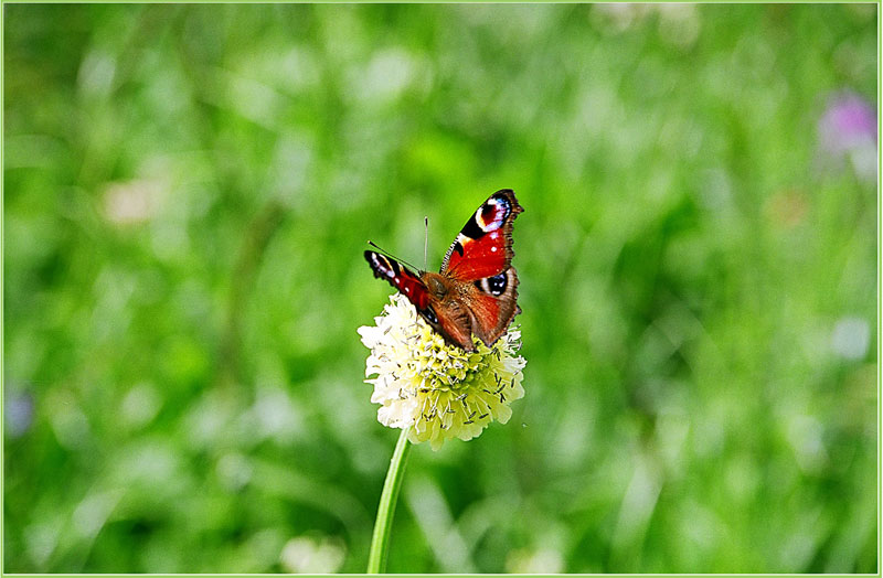 photo "Dot of light" tags: nature, insect