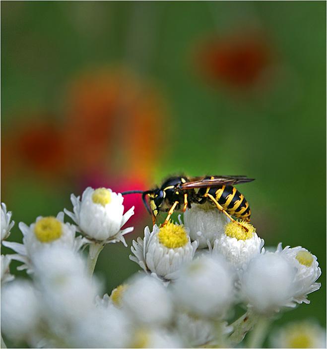 фото "Vulgaris" метки: природа, макро и крупный план, насекомое