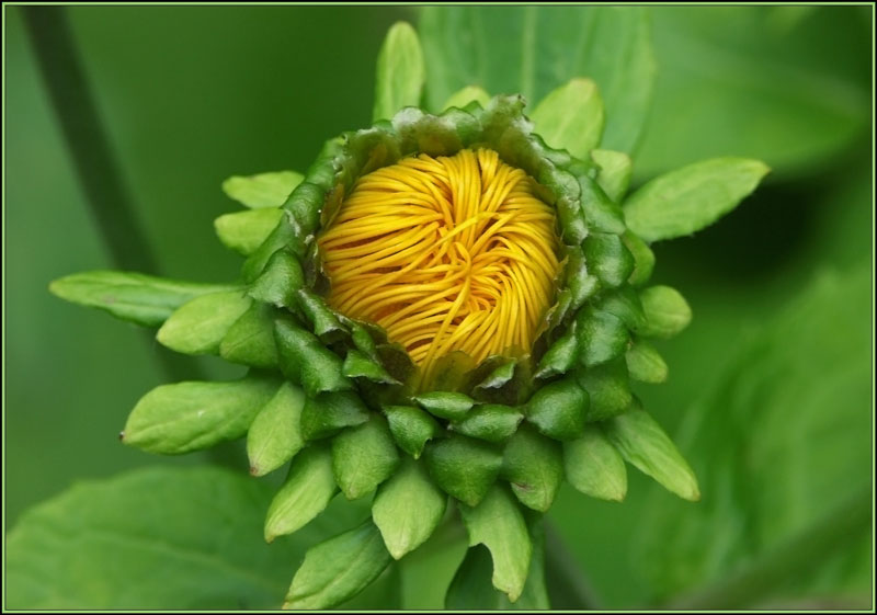 photo "***" tags: nature, flowers