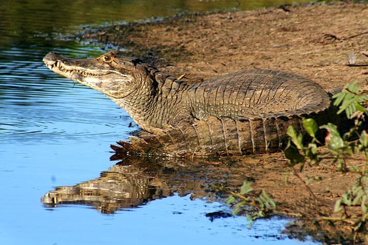 photo "Pantanal" tags: nature, wild animals