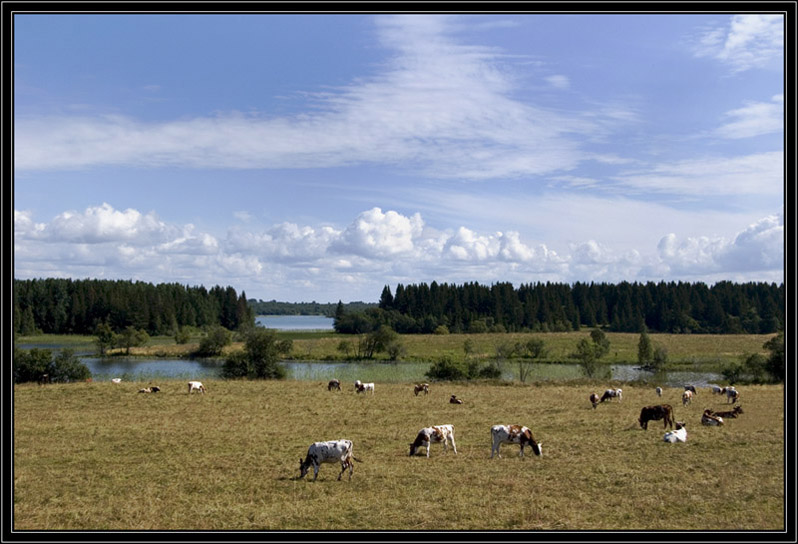 photo "Pastoral." tags: landscape, nature, pets/farm animals, summer