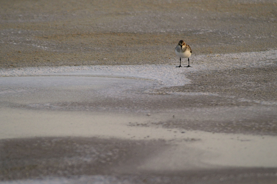 photo "A lost sanderling" tags: nature, travel, Europe, wild animals