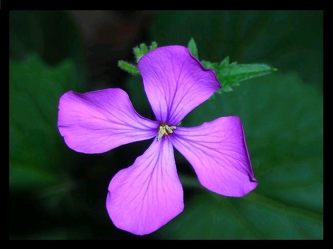 photo "***" tags: nature, flowers