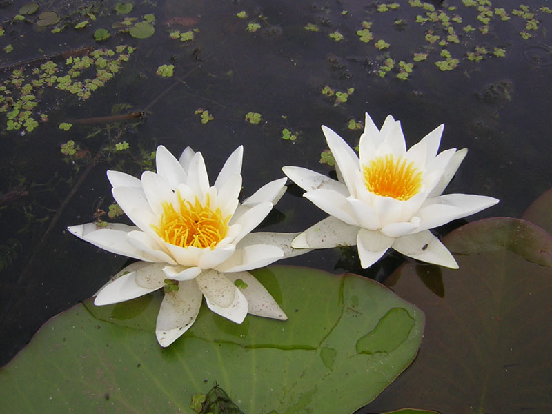 photo "water-lily" tags: macro and close-up, nature, flowers